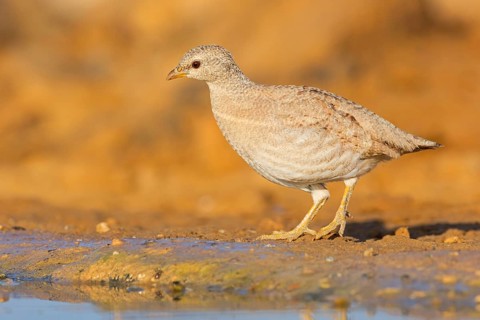 Arabian desert partridge, (Ammoperdix heyi), Arabian desert partridge, eastern sand grouse,