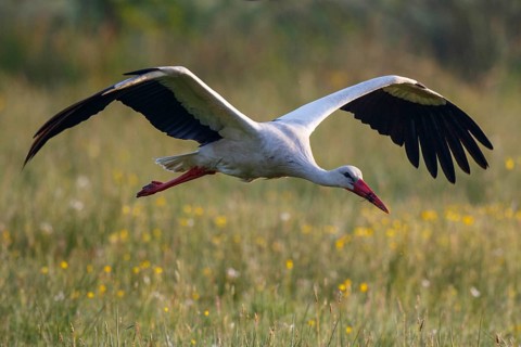 White Stork (Ciconia ciconia) flying, North Rhine-Westphalia, Germany