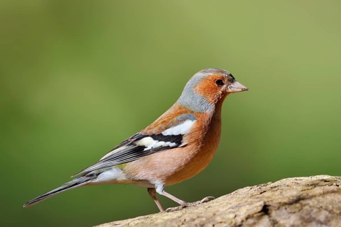 Chaffinch (Fringilla coelebs), male, North Rhine-Westphalia, Germany