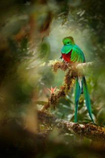 Resplendent Quetzal, Savegre in Costa Rica with green forest in background. Magnificent sacred