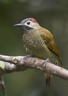 Golden-olive Woodpecker (Colaptes rubiginosus) female, Pichincha, Ecuador