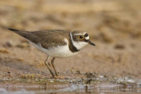 Little Ringed Plover (Charadrius dubius) female foraging, North Rhine-Westphalia, Germany