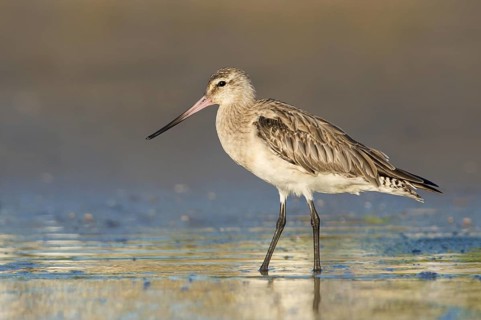 Bar-tailed Godwit (Limosa lapponica) foraging, Queensland, Australia