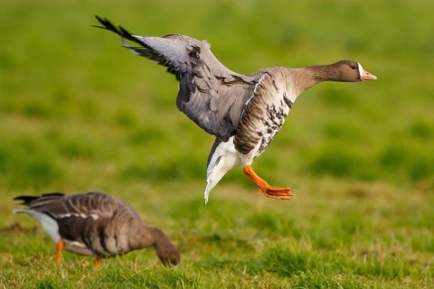 Greater White-fronted Goose (Anser albifrons) flying, North Rhine-Westphalia, Germany
