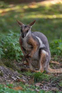One yellow-footed rock-wallaby (Petrogale xanthopus), or ring-tailed wallaby sitting on grass
