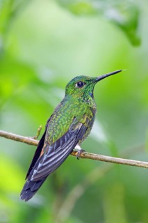 Green-crowned Brilliant Heliodoxa jacula San Jose, COSTA RICA 7 November Adult Male Trochilidae