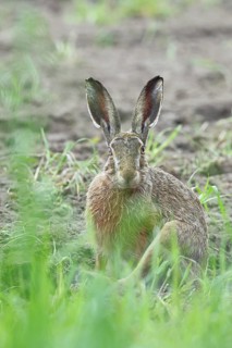European hare (Lepus europaeus) sitting on a freshly harrowed field, looking into the camera, North