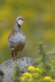 Red-legged Partridge (Alectoris rufa), Yorkshire, United Kingdom