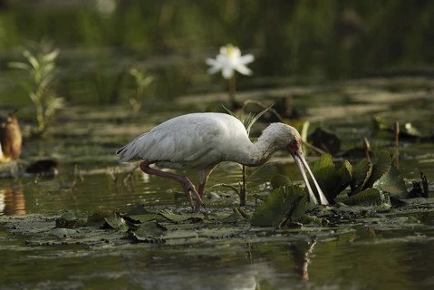 African Spoonbill (Platalea alba), Gambia