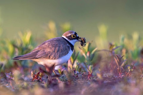 Little Ringed Plover (Charadrius dubius) with a dragonfly larva in its beak, North