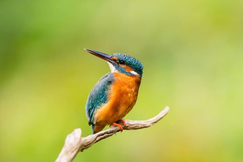 Common kingfisher (Alcedo atthis) sitting on an old wooden branch in late summer, wildife, Bavaria,