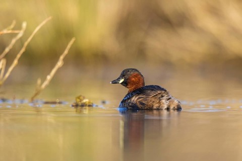 Little Grebe (Tachybaptus ruficollis), North Rhine-Westphalia, Germany