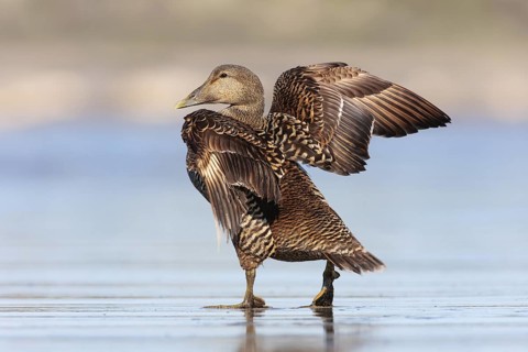 Common Eider (Somateria mollissima) female, British Columbia, Canada