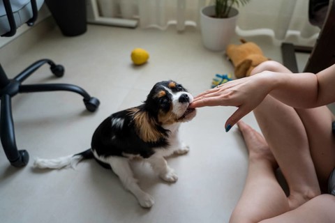 A young woman is shown training her playful Cavalier King Charles Spaniel at home. The dog eagerly