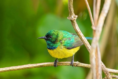 Collared Sunbird, Forest Sunbird, (Anthodiaeta collaris), (Anthreptes collaris), Garden Route