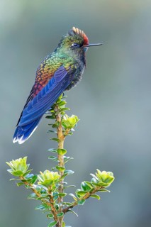 Rainbow-bearded Thornbill (Chalcostigma herrani) perched on a branch in Colombia, South America