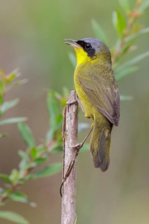 Masked Yellowthroat (Geothlypis aequinoctialis) perched on a branch in the Atlantic rainforest of
