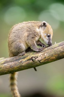 South American coati (Nasua nasua) youngster klimbing a little tree, captive, Zoo Augsburg