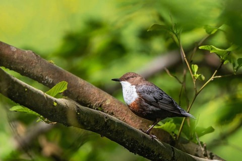 White-throated Dipper (Cinclus cinclus), Bavaria, Germany