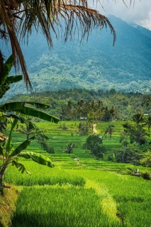 Jatiluwih, rice terrace, rice, agribusiness, agriculture, export, tourism, travel, landscape,