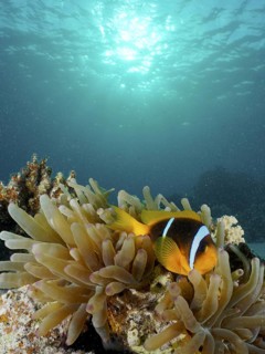 Red sea anemonefish (Amphiprion bicinctus)