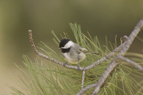Mexican Chickadee (Poecile sclateri), Arizona, USA