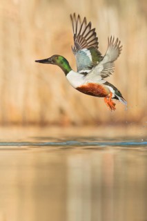 Northern Shoveler (Anas clypeata) swimming in a pond in Manitoba, Canada