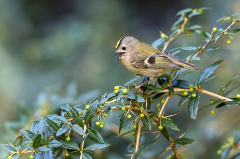 Goldcrest (Regulus regulus) male singing, Mecklenburg-Western Pomerania, Germany