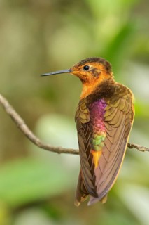 Shining Sunbeam (Aglaeactis cupripennis) perched on a branch in the Andes Mountains of Colombia