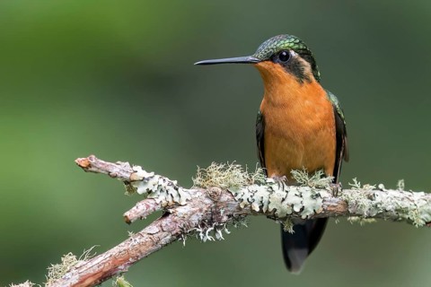 White-throated Mountain-Gem (Lampornis castaneoventris) perched on a branch in Panama