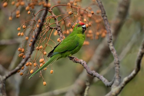 Norfolk Parakeet (Cyanoramphus cookii) feeding on fruits in a tree, Norfolk Island, Australia