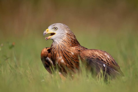 Red kite (Milvus milvus) adult bird of prey raptor calling whilst standing in grassland, England,