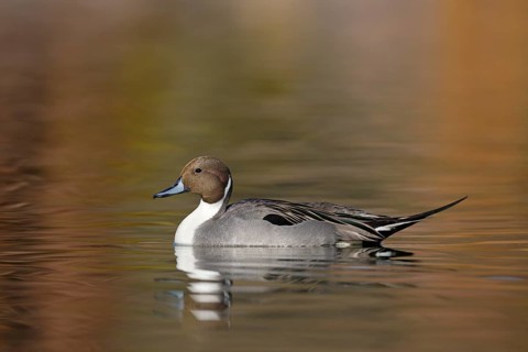 Northern Pintail (Anas acuta) male, Arizona, USA