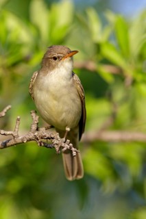 Olive warbler, (Hippolais olivetorum), animal, animals, bird, birds, biotope, habitat, perch,