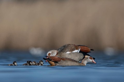 Egyptian Goose (Alopochen aegyptiaca) pair with chicks, Schleswig-Holstein, Germany