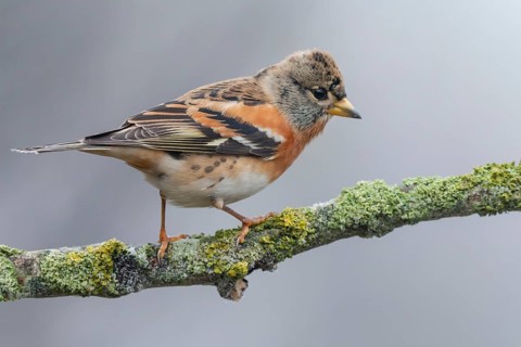 Brambling (Fringilla montifringilla) male perched on a branch, Lower Saxony, Germany