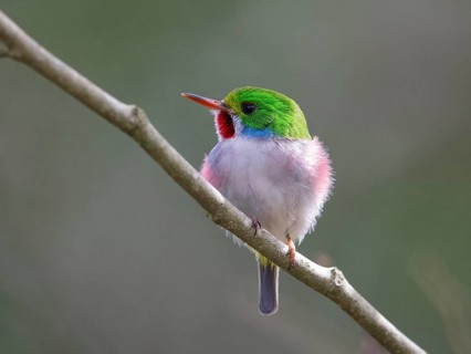 Cuban Tody (Todus multicolor) perched on a branch, Cuba