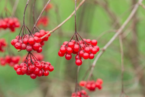 Snowball (Viburnum opulus), Germany