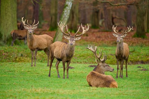 Four stags with magnificent antlers standing and lying on a green meadow in the forest, red deer