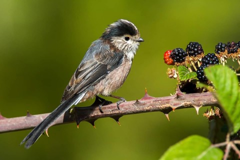 Long-tailed Tit (Aegithalos caudatus), Castile-La Mancha, Spain