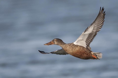 Northern Shoveler (Spatula clypeata) female flying, California, USA