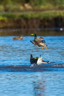 Mallard, Anas platyrhynchos, bird in flight over winter marshes