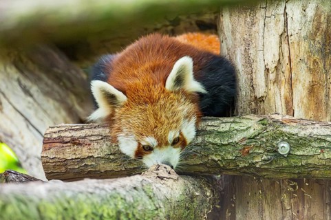 Red panda (Ailurus fulgens) on a branch in a tree, captive, Germany