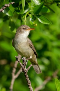 Olivenspötter, Hippolais olivetorum, Olive-tree Warbler, Hypolaïs des oliviers, Zarcero Grande