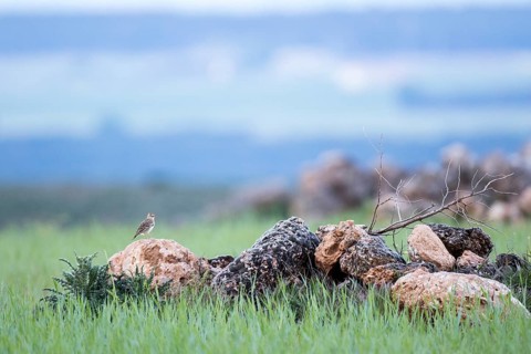 Eurasian Skylark (Alauda arvensis) perched on a rock, Castile and Leon, Spain