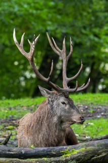 Red deer (Cervus elaphus) stag with big antlers resting at edge of forest during the rutting season