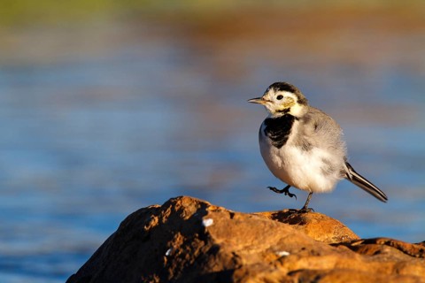 White Wagtail (Motacilla alba), Castile-La Mancha, Spain