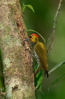 Yellow-throated Woodpecker (Piculus flavigula) perched on a branch in the rainforest of Guyana