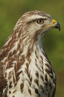 Common Buzzard (Buteo buteo), Zurich, Switzerland