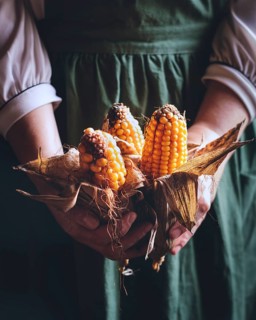 Close-up of hands holding ripe corn cobs with husks in a warm, rustic setting. The vibrant orange